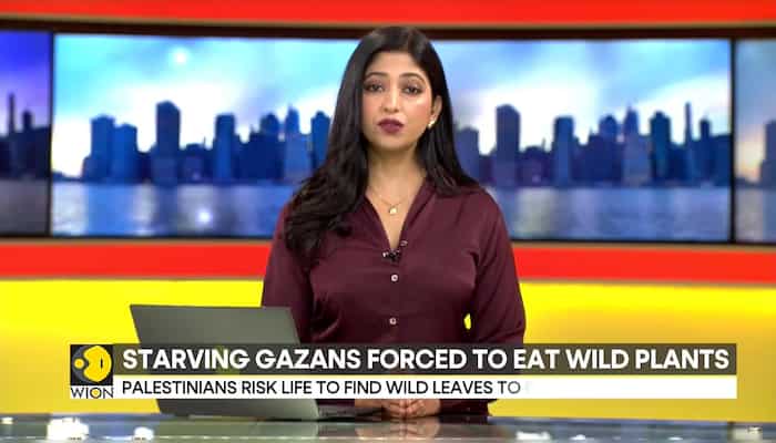 Israel-Hamas war: Starving Gazans forced to eat wild plants