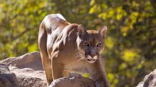 One man dead, brother injured in first fatal mountain lion attack in California in 20 years