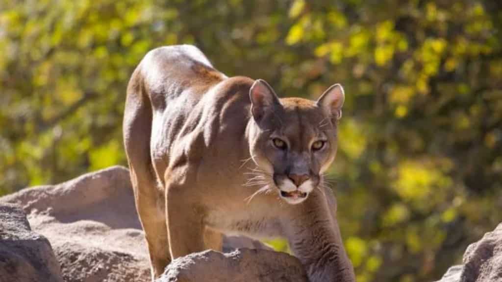 One man dead, brother injured in first fatal mountain lion attack in California in 20 years