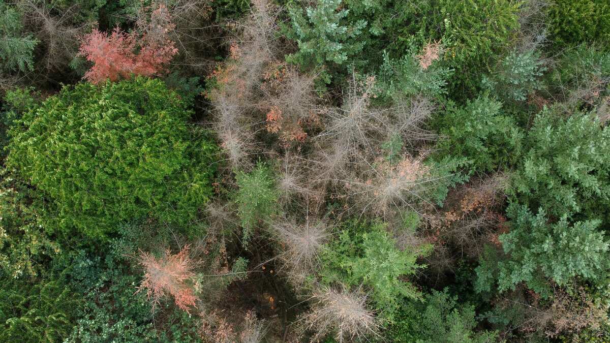 Majority of EU countries ask bloc to scale back deforestation law Majority of EU countries ask bloc to scale back deforestation law