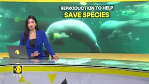 Captive breeding impacts chances of survival in the wild