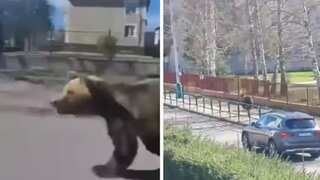 Fatal shooting of bear that went on rampage in Slovak town sparks debate