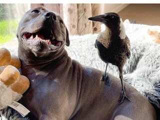Peggy and Molly, an Instagram-famous dog-magpie duo, is setting Australia abuzz. Here's why