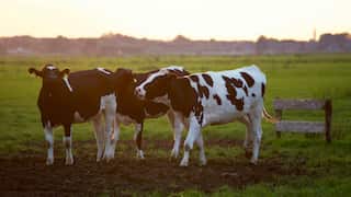 US reports first bird flu outbreak in cows. Is it safe to consume milk?