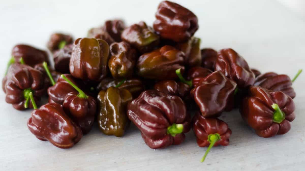 What is Chocolate Habanero? Why does it appear like chocolate but taste like pepper?