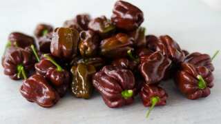 What is Chocolate Habanero? Why does it appear like chocolate but taste like pepper?