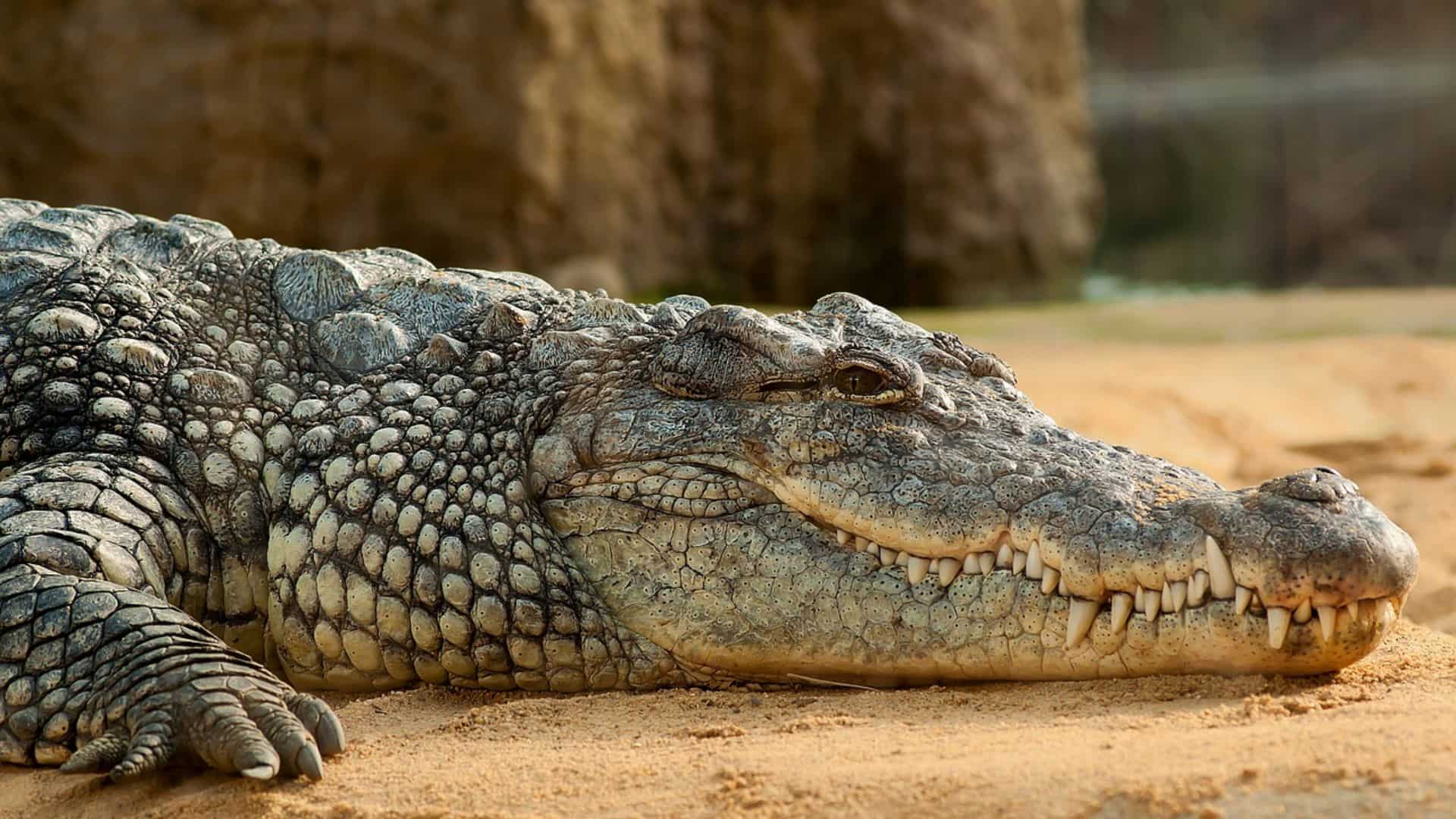 Nile crocodiles, Burmese pythons among rare species seized in Spain