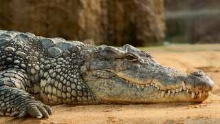 Nile crocodiles, Burmese pythons among rare species seized in Spain