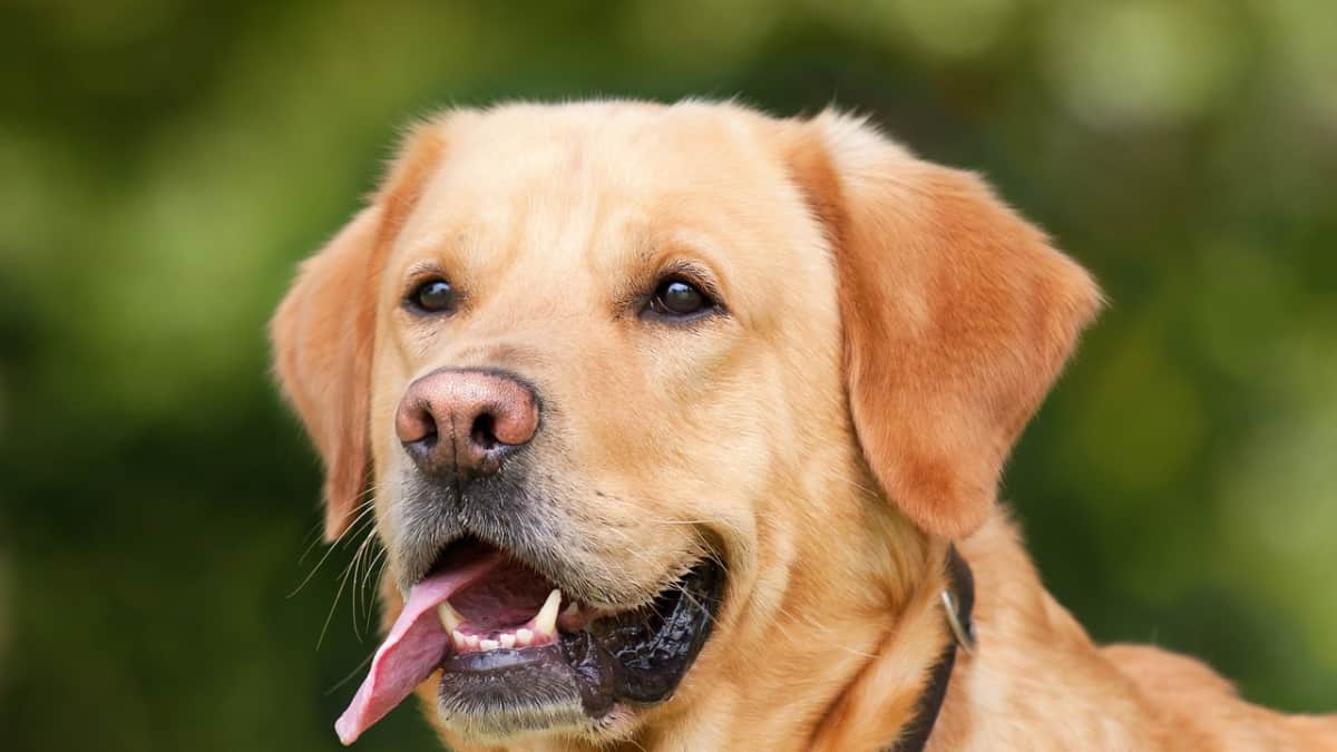 Dogs will be able to dig out traumatic flashbacks from human minds by sniffing breath, claim scientists Dogs will be able to dig out traumatic flashbacks from human minds by sniffing breath, claim scientists