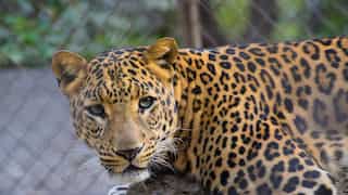 Leopard attacks five in Delhi's Wazirabad; triggers panic