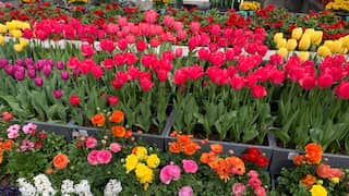 Over 150,000 tourists visit Asia’s largest Tulip Garden in Srinagar in 10 days
