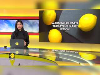 Warming climate, development threaten once-dominant 'French Menton' lemon