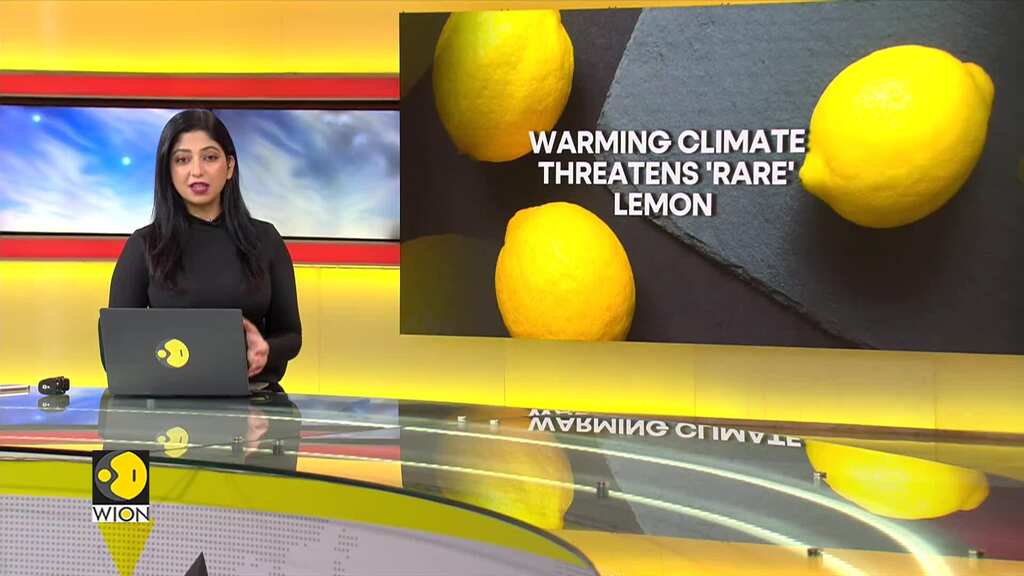 Warming climate, development threaten once-dominant 'French Menton' lemon