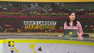 India: Kashmir's Tulip garden is open for visitors