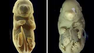 Scientific accident results in creation of six-legged mouse without genitals