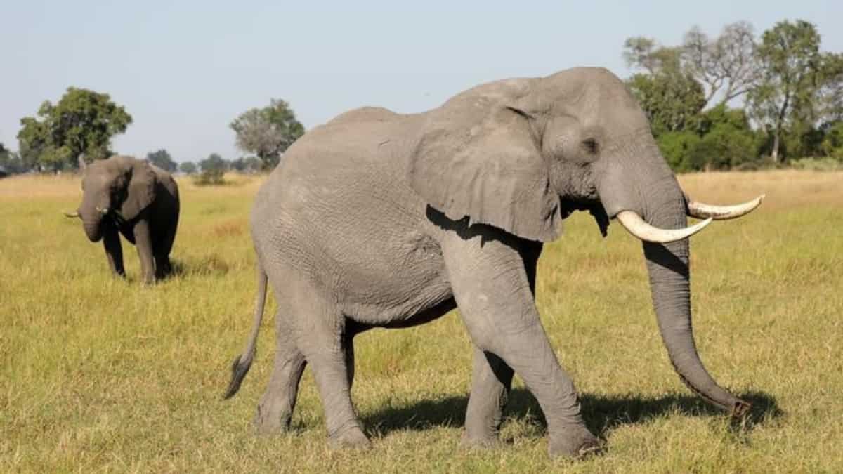 ‘No joke’: Botswana threatens to send thousands of elephants to Germany over hunting row ‘No joke’: Botswana threatens to send thousands of elephants to Germany over hunting row