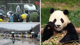WATCH | South Koreans bid farewell to beloved Fu Bao as first panda born in South Korea heads to China