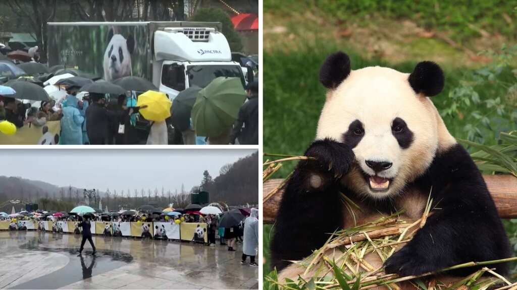 WATCH | South Koreans bid farewell to beloved Fu Bao as first panda born in South Korea heads to China