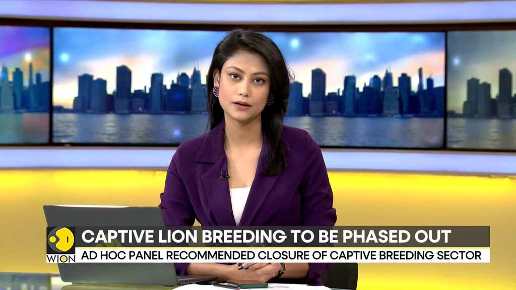 South Africa to end captive lion breeding for hunting