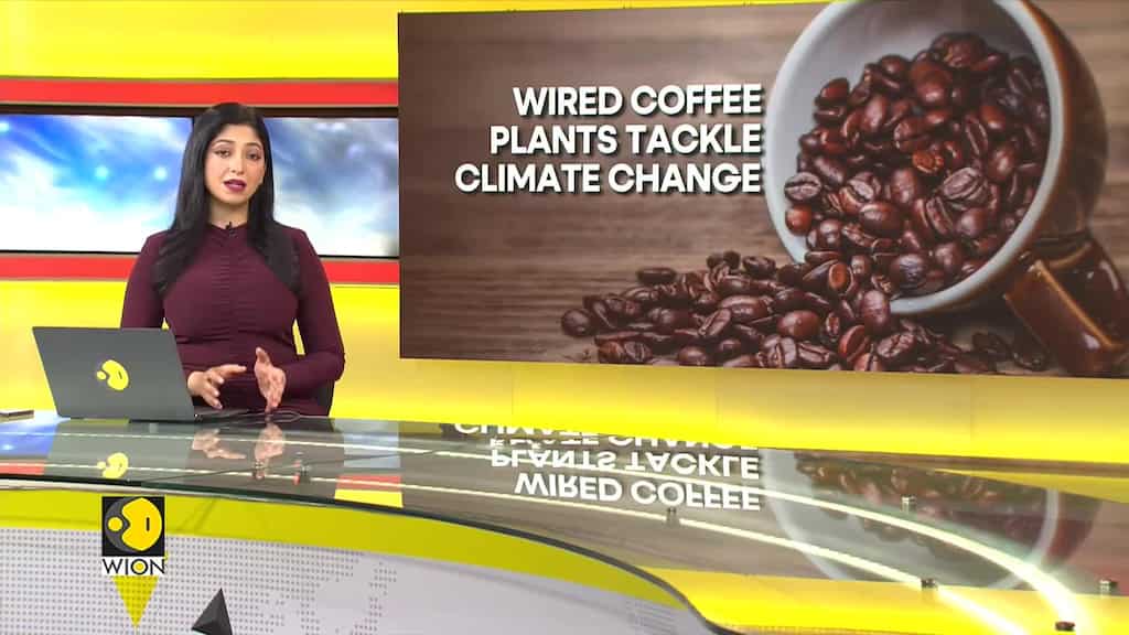 Why are researchers wiring coffee plants? 20 Arabiaca coffee plants being monitored