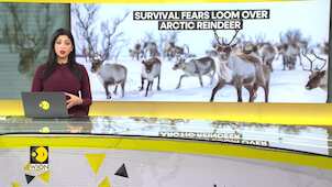Climate change alters feeding habits of Arctic Reindeer