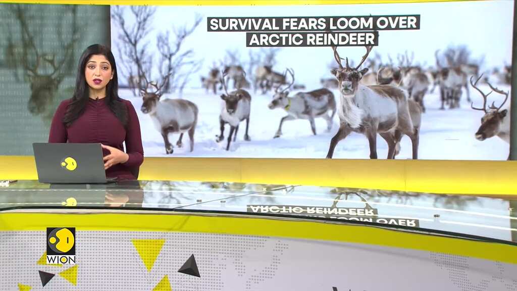 Climate change alters feeding habits of Arctic Reindeer