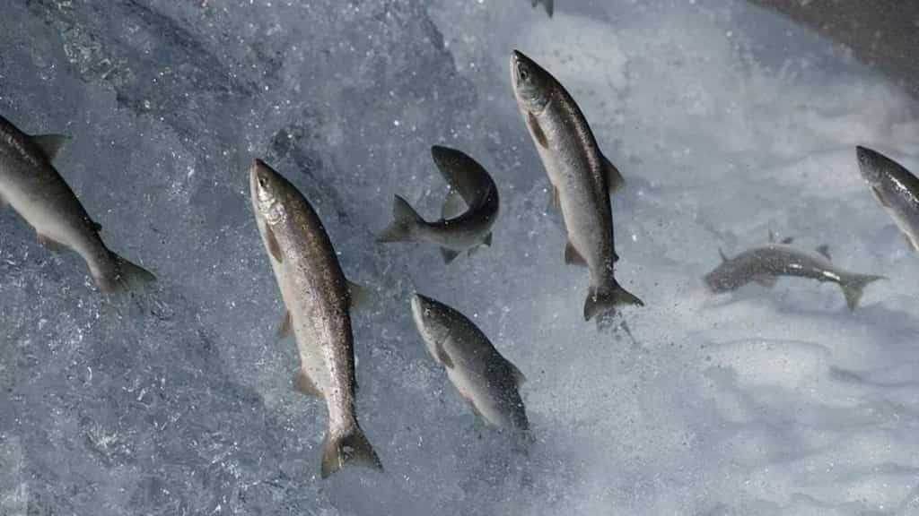 Thousands of live salmon flapped away to a creek after truck carrying them overturned