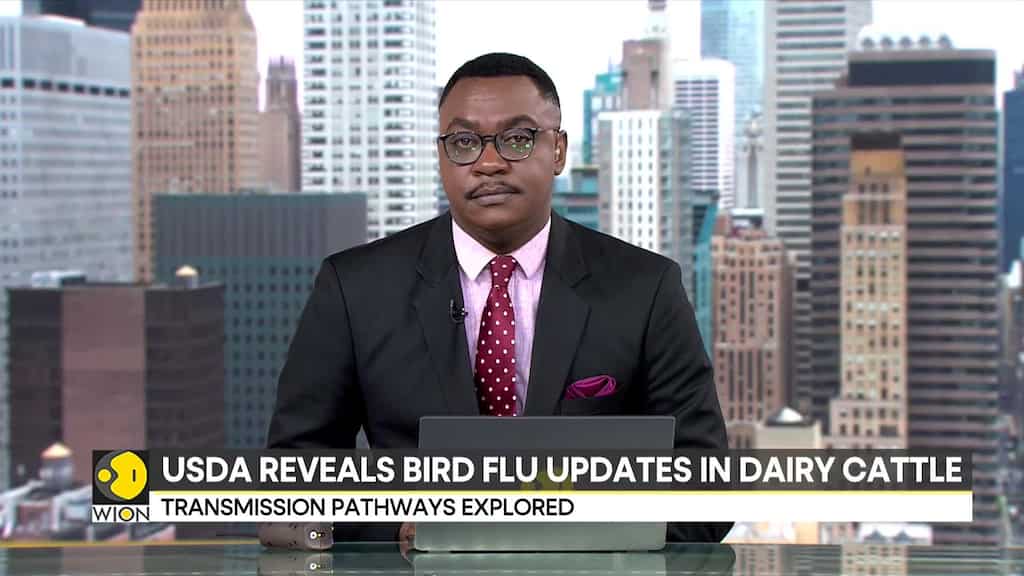 US reveals bird flu updates in dairy cattle | Cattle movement implicated in bird flu outbreak