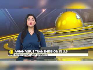 USDA reveals bird flu updates, Cattle movement implicated in bird flu outbreak