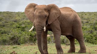 US tourist succumbs to injuries after elephant attack in Africa, son defends animal