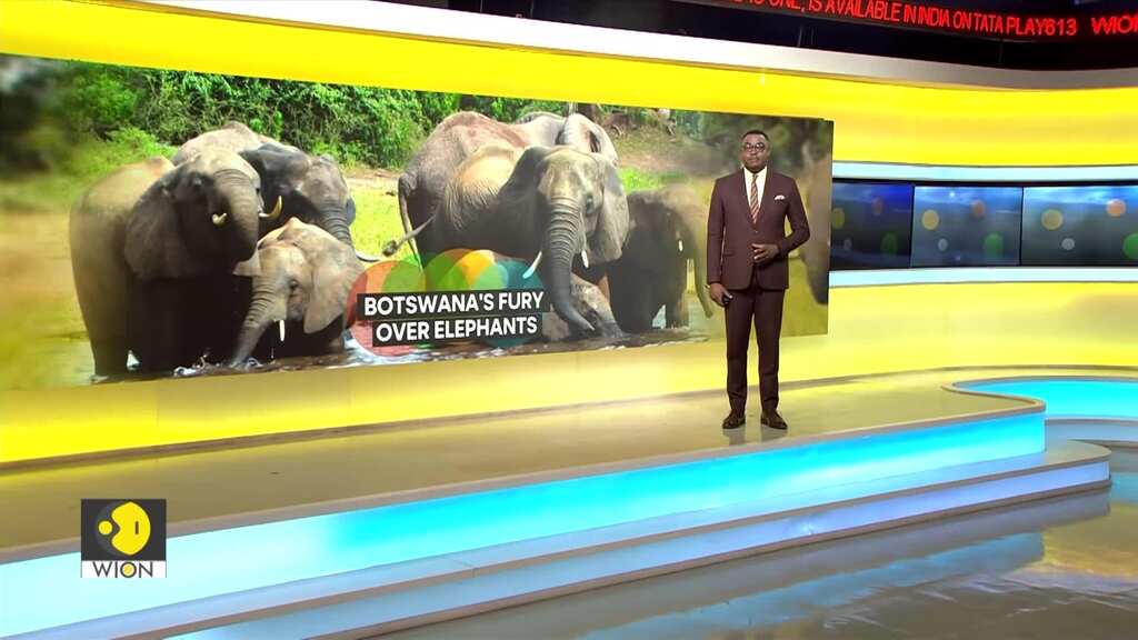 Botswana offers Germany 20,000 elephants