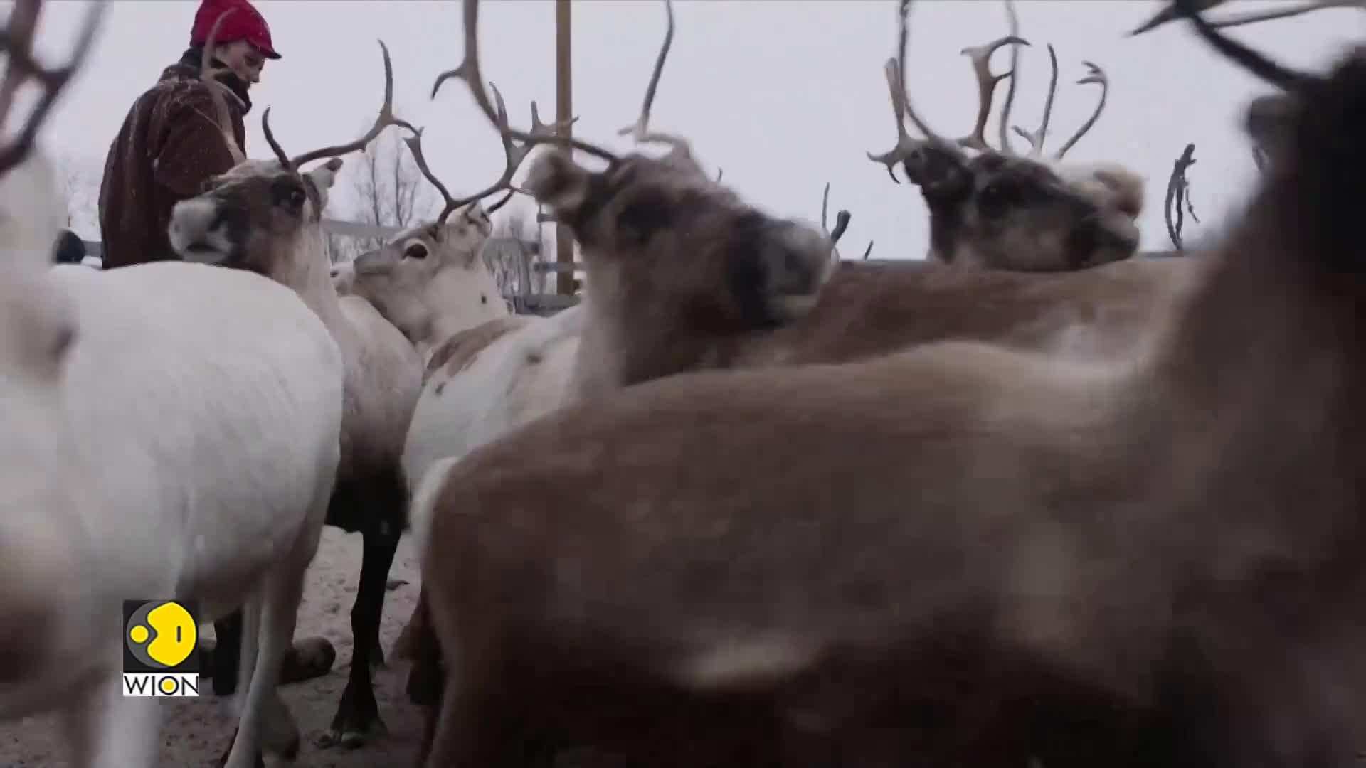 Norway Indigenous Reindeer Herders Worried About Power Line Wion