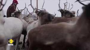 Norway: Indigenous reindeer herders worried about power line