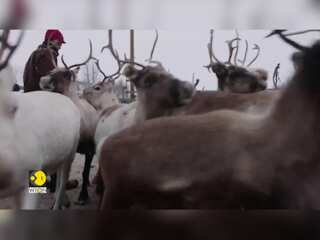 Norway: Indigenous reindeer herders worried about power line