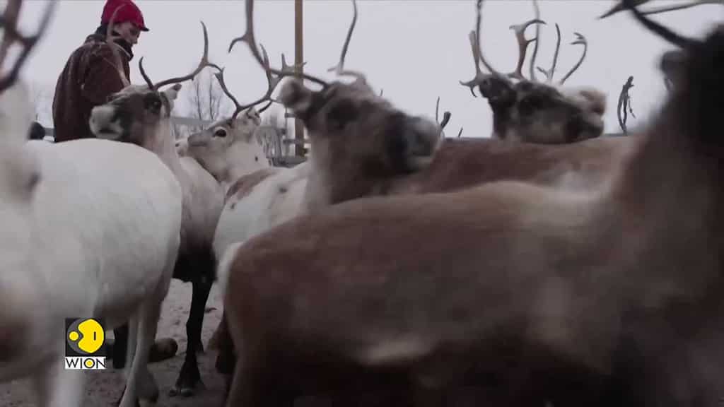 Norway: Indigenous reindeer herders worried about power line
