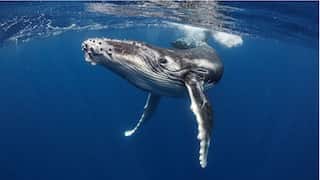 Gray whales shrinking in size along the Pacific Northwest coast