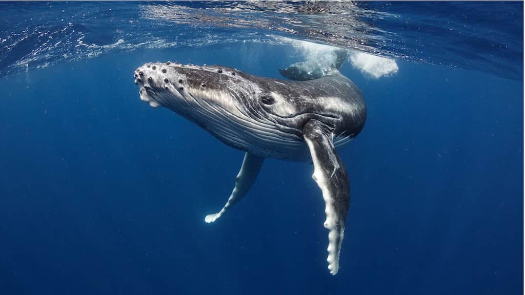 Gray whales shrinking in size along the Pacific Northwest coast