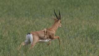 Rare six-legged mountain gazelle spotted in Israel
