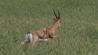 Rare six-legged mountain gazelle spotted in Israel