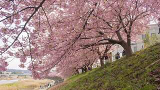 Japan’s iconic cherry blossoms are feeling the impact of severe climate change. Here’s how