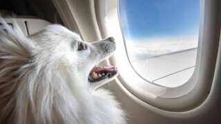 ‘Smell never quite went away’: US plane diverted after dog poops in aisle