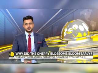 Why did the Cherry blossoms bloom early?
