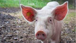 Doctors in China successfully transplant pig kidney into brain-dead human patient