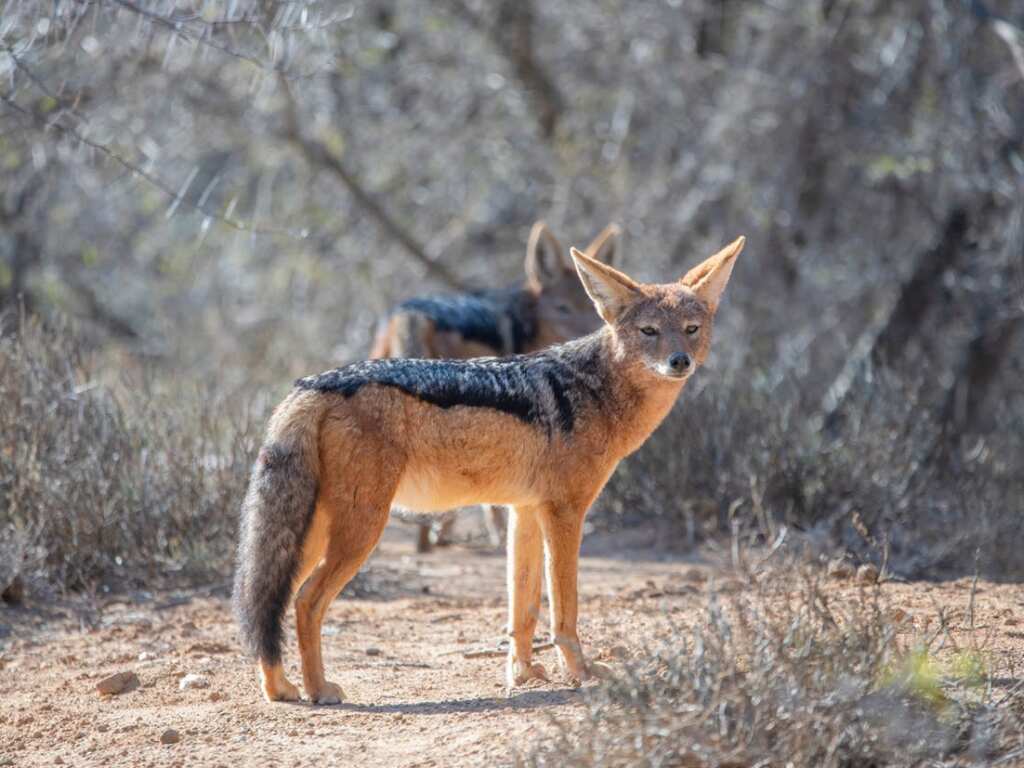 Guess which wild animal was used to be man's pet 1,500 years ago. Hint: Not dogs