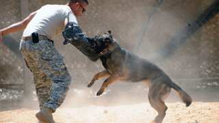 Indian court revokes ban imposed on 23 'ferocious' dog breeds by govt