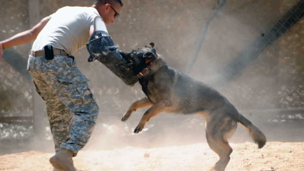 Indian court revokes ban imposed on 23 'ferocious' dog breeds by govt