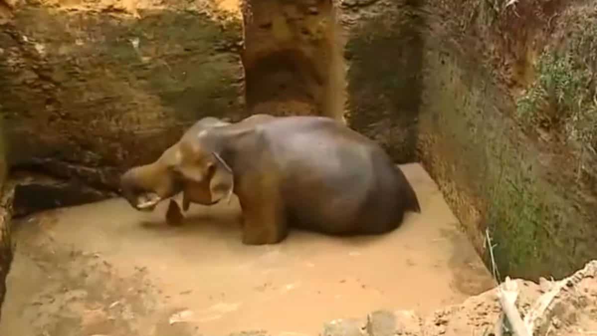 WATCH: Wild elephant falls into well inside private rubber plantation in Kerala WATCH: Wild elephant falls into well inside private rubber plantation in Kerala