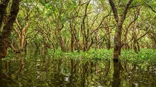 ‘We found 700 species’: Incredible variety of wildlife found in Cambodian mangroves