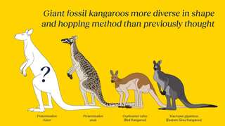 Giant kangaroo, double the size of animals we know today once 'hopped' across Australia: Study