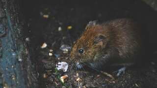 New York to use contraceptives instead of glue traps and poison to get rid of rats